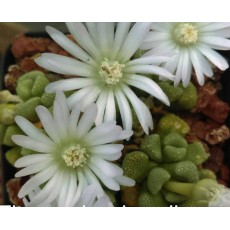 T.primosii (Ex pure white) - Seed